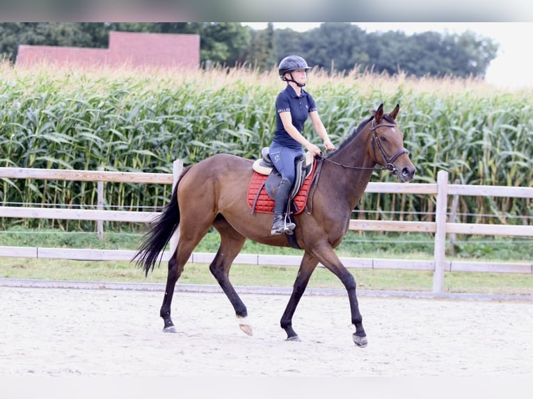 Irish sport horse Merrie 4 Jaar 162 cm Bruin in Bogaarden