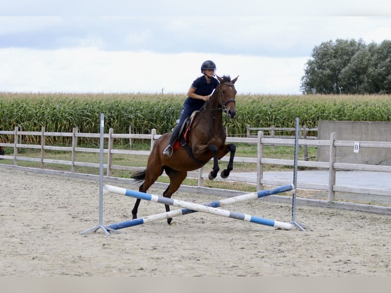 Irish sport horse Merrie 4 Jaar 162 cm Bruin in Bogaarden