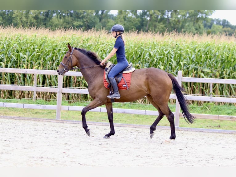 Irish sport horse Merrie 4 Jaar 162 cm Bruin in Bogaarden