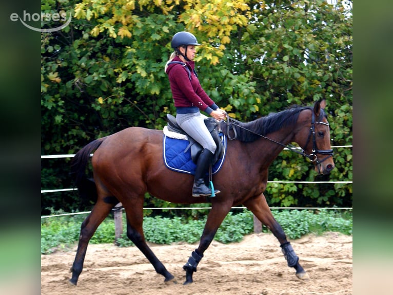 Irish sport horse Merrie 4 Jaar 162 cm Bruin in Velpke