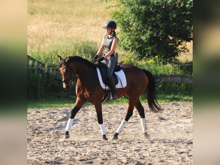 Irish sport horse Mix Merrie 4 Jaar 162 cm  in Uelsen