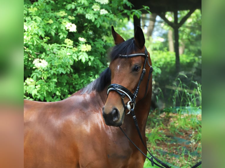 Irish sport horse Mix Merrie 4 Jaar 162 cm  in Uelsen