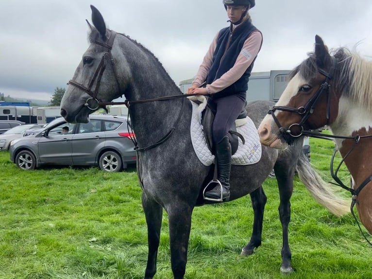 Irish sport horse Merrie 4 Jaar 163 cm Appelschimmel in Lismore