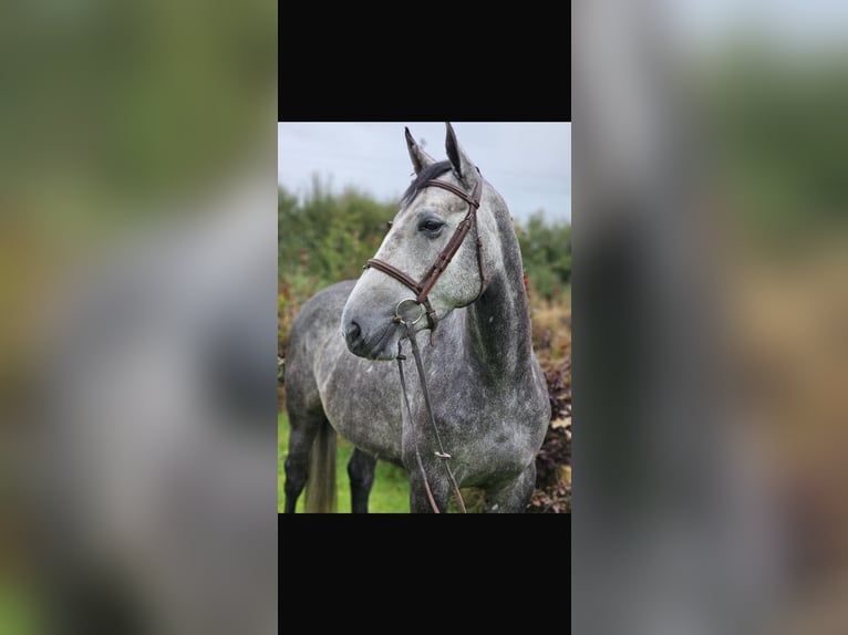 Irish sport horse Merrie 4 Jaar 163 cm Appelschimmel in Lismore