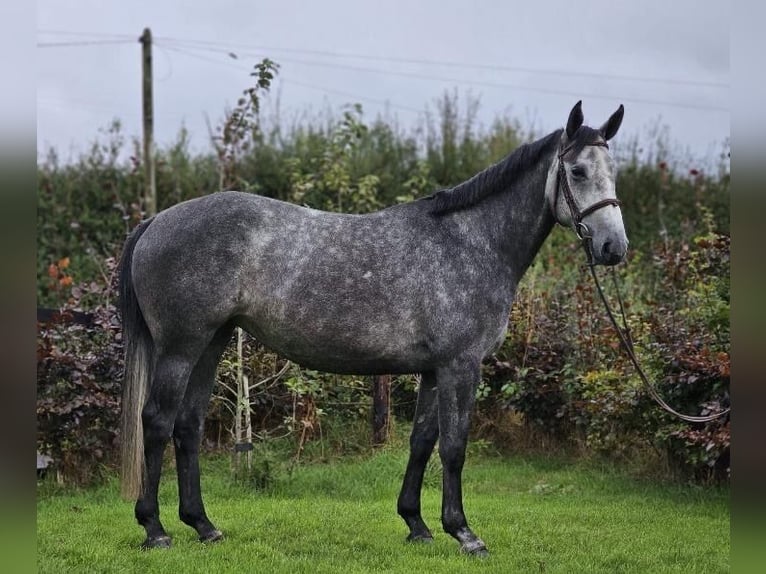 Irish sport horse Merrie 4 Jaar 163 cm Appelschimmel in Lismore