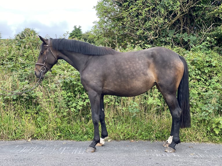 Irish sport horse Merrie 4 Jaar 163 cm Donkerbruin in Mayo