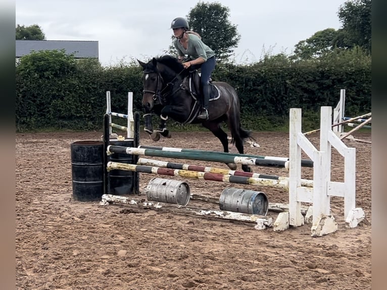 Irish sport horse Merrie 4 Jaar 163 cm Donkerbruin in Mayo