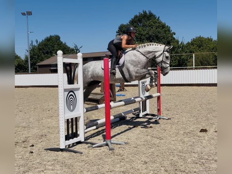 Irish sport horse Merrie 4 Jaar 164 cm Appelschimmel in Mountrath, Co. Laois