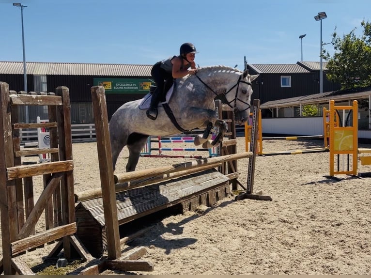 Irish sport horse Merrie 4 Jaar 164 cm Appelschimmel in Mountrath, Co. Laois