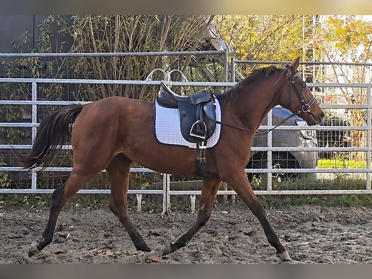 Irish sport horse Merrie 4 Jaar 164 cm Bruin in Lage