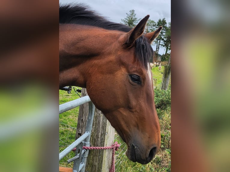 Irish sport horse Merrie 4 Jaar 165 cm Roodbruin in Fethard