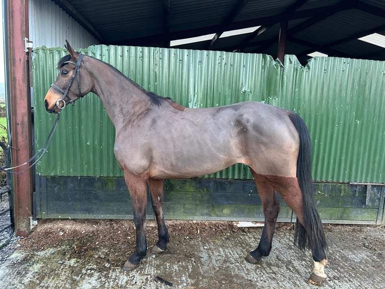 Irish sport horse Merrie 4 Jaar 165 cm Roodbruin in Fethard