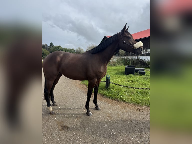 Irish sport horse Merrie 4 Jaar 165 cm Zwartbruin in Klagenfurt