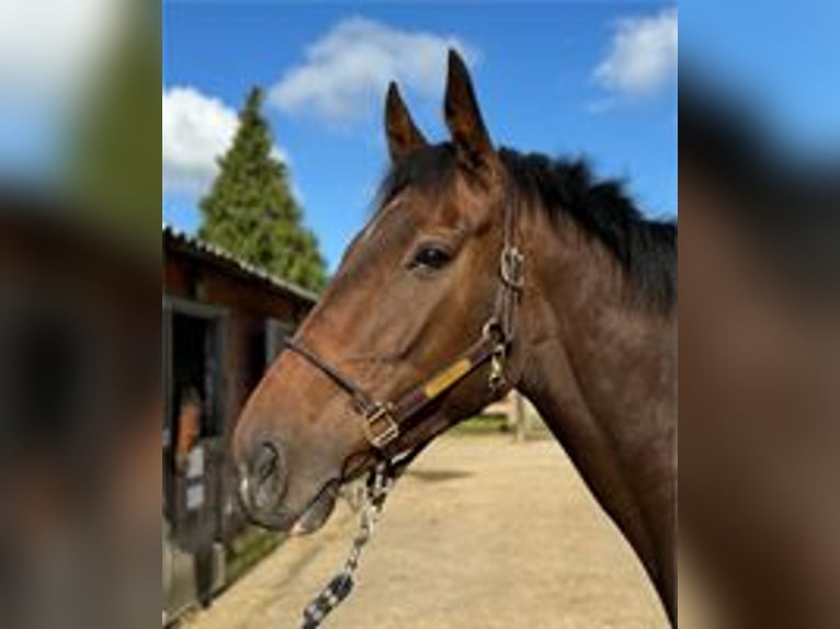 Irish sport horse Merrie 4 Jaar 166 cm Bruin in Boutersem