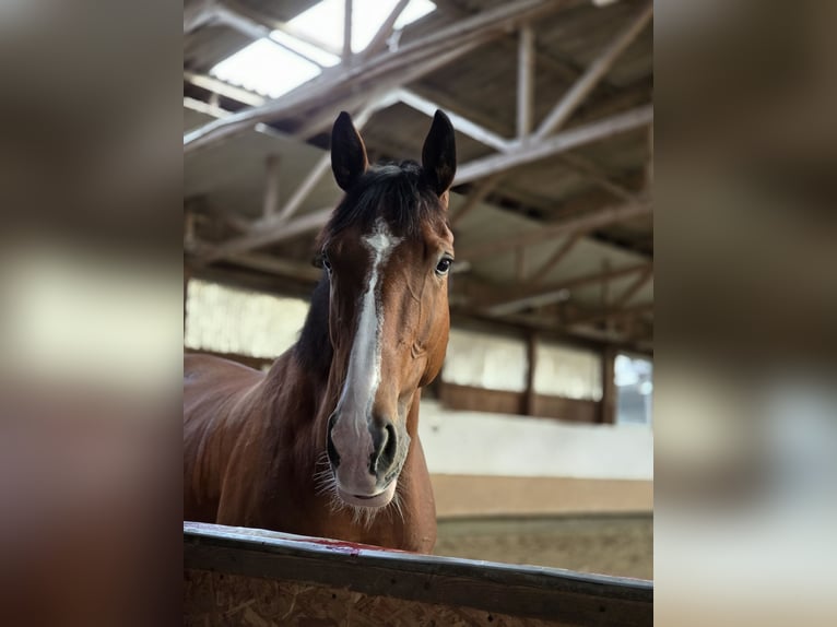 Irish sport horse Merrie 4 Jaar 166 cm Bruin in Witten