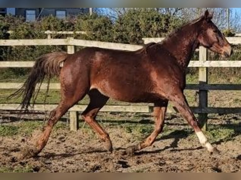 Irish sport horse Merrie 4 Jaar 167 cm Donkere-vos in Enniscorthy
