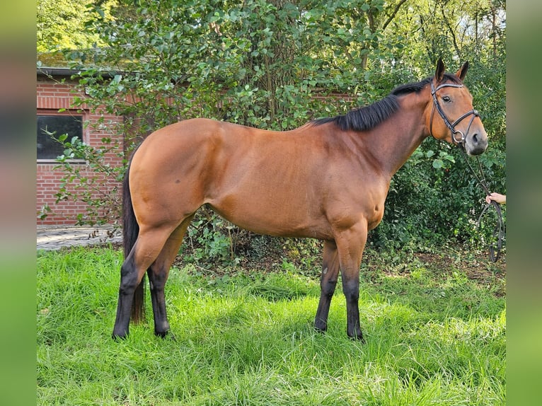 Irish sport horse Merrie 4 Jaar 168 cm Bruin in Nettetal