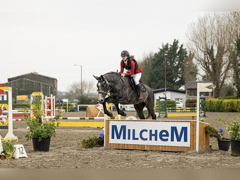 Irish sport horse Merrie 4 Jaar 168 cm Schimmel in Athenry