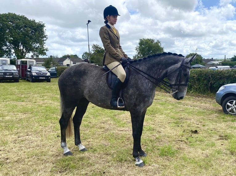 Irish sport horse Merrie 4 Jaar 168 cm Schimmel in Athenry