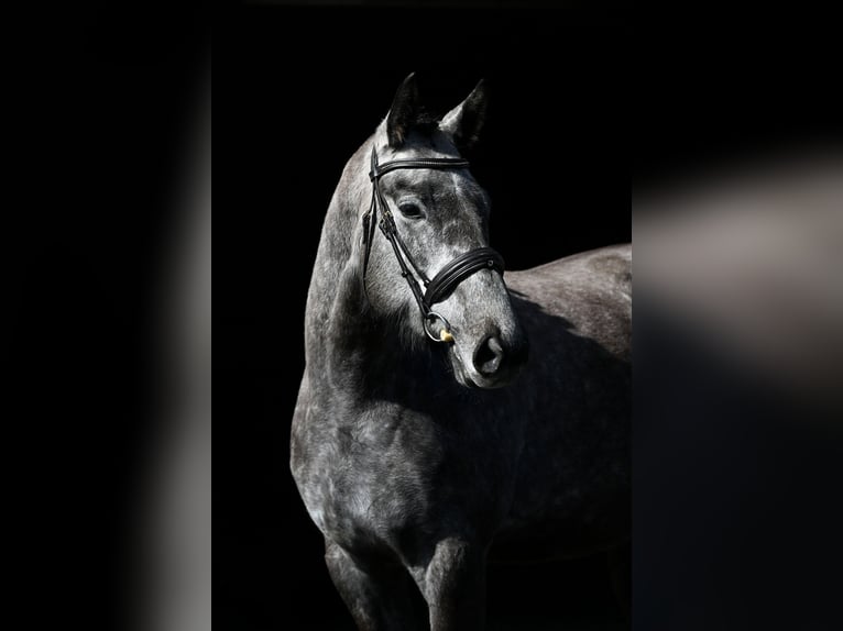 Irish sport horse Merrie 4 Jaar 169 cm kan schimmel zijn in Bayrischzell