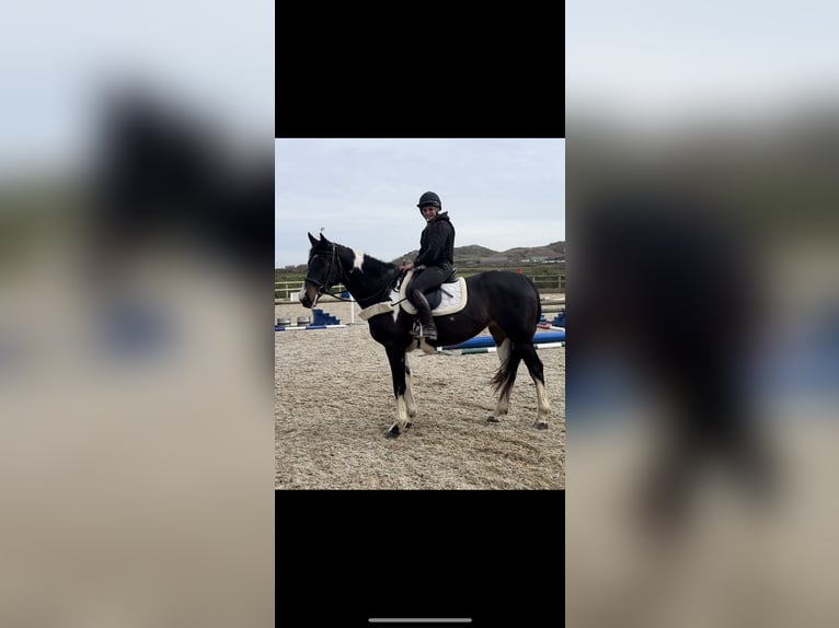 Irish sport horse Merrie 4 Jaar 170 cm Gevlekt-paard in Pembrokeshire