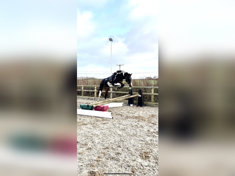 Irish sport horse Merrie 4 Jaar 170 cm Gevlekt-paard in Pembrokeshire