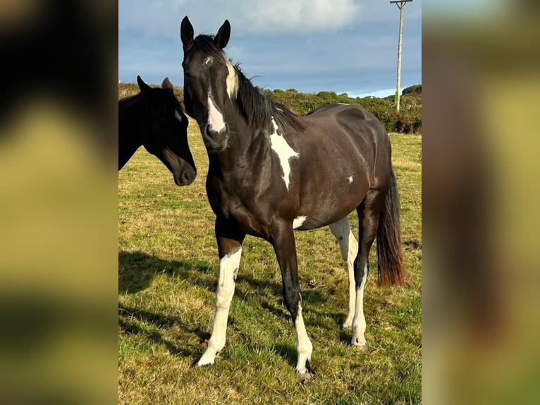 Irish sport horse Merrie 4 Jaar 170 cm Gevlekt-paard in Pembrokeshire