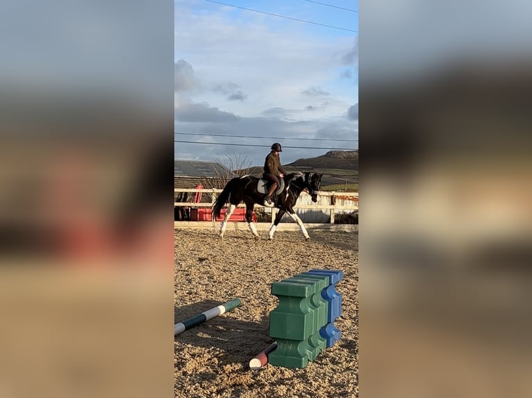 Irish sport horse Merrie 4 Jaar 170 cm Gevlekt-paard in Pembrokeshire