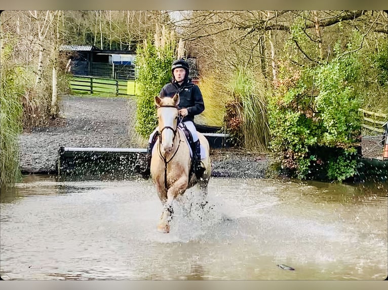 Irish sport horse Merrie 4 Jaar 172 cm Palomino in Mountrath