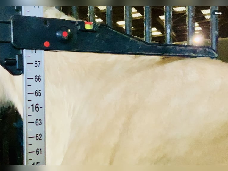 Irish sport horse Merrie 4 Jaar 172 cm Palomino in Mountrath