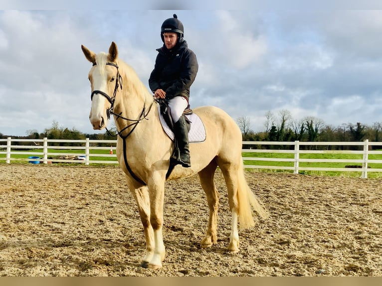 Irish sport horse Merrie 4 Jaar 172 cm Palomino in Mountrath