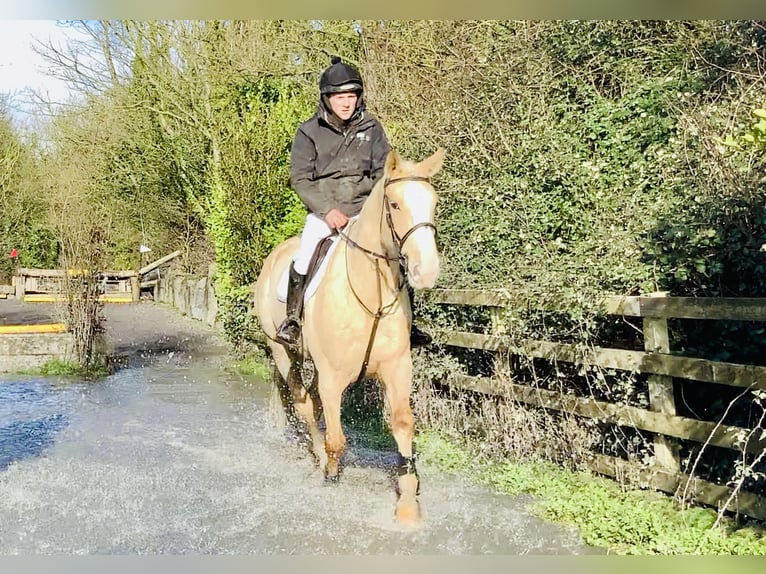 Irish sport horse Merrie 4 Jaar 172 cm Palomino in Mountrath
