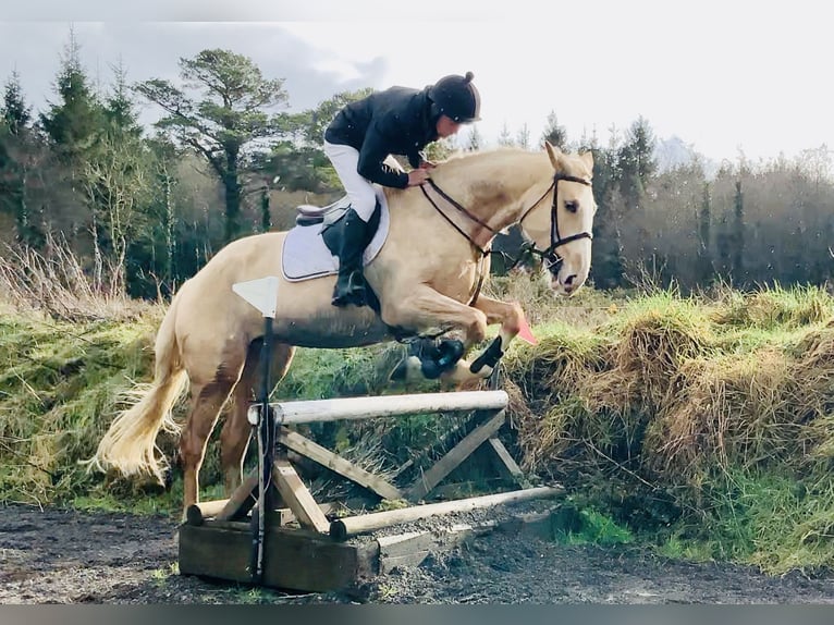 Irish sport horse Merrie 4 Jaar 172 cm Palomino in Mountrath