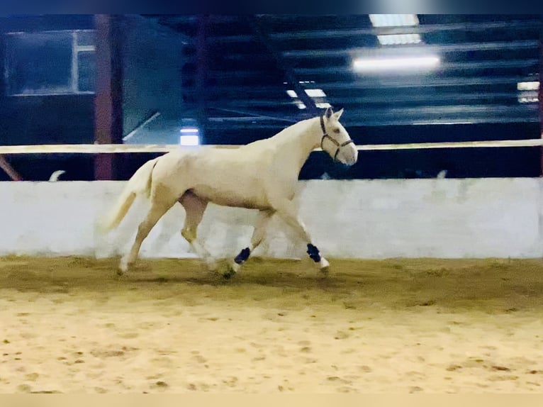 Irish sport horse Merrie 4 Jaar 172 cm Palomino in Mountrath