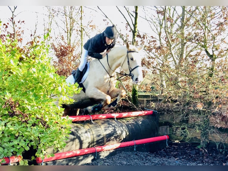 Irish sport horse Merrie 4 Jaar 172 cm Palomino in Mountrath