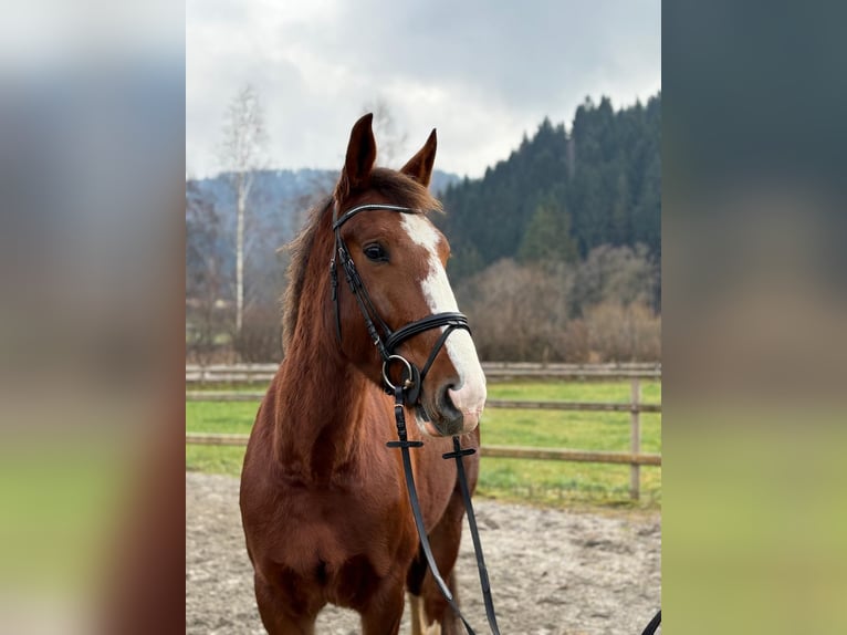 Irish sport horse Merrie 4 Jaar 175 cm Donkere-vos in Gummern