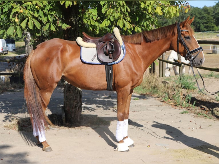 Irish sport horse Mix Merrie 4 Jaar Donkere-vos in Uelsen