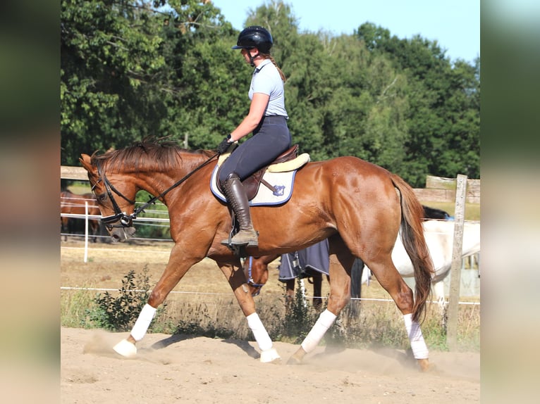 Irish sport horse Mix Merrie 4 Jaar Donkere-vos in Uelsen