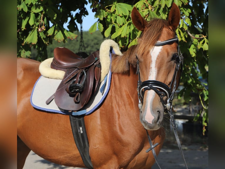 Irish sport horse Mix Merrie 4 Jaar Donkere-vos in Uelsen