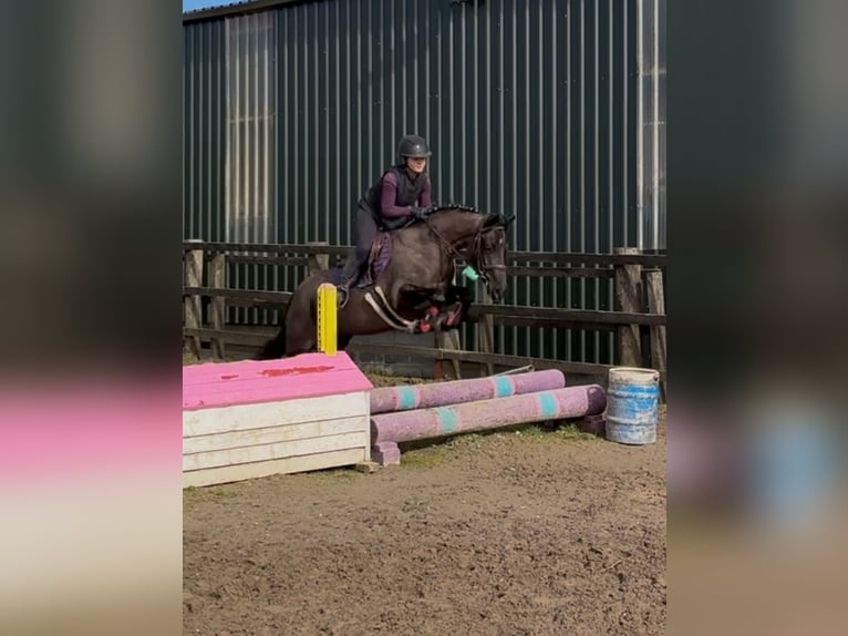 Irish sport horse Merrie 5 Jaar 145 cm Zwart in Sligo