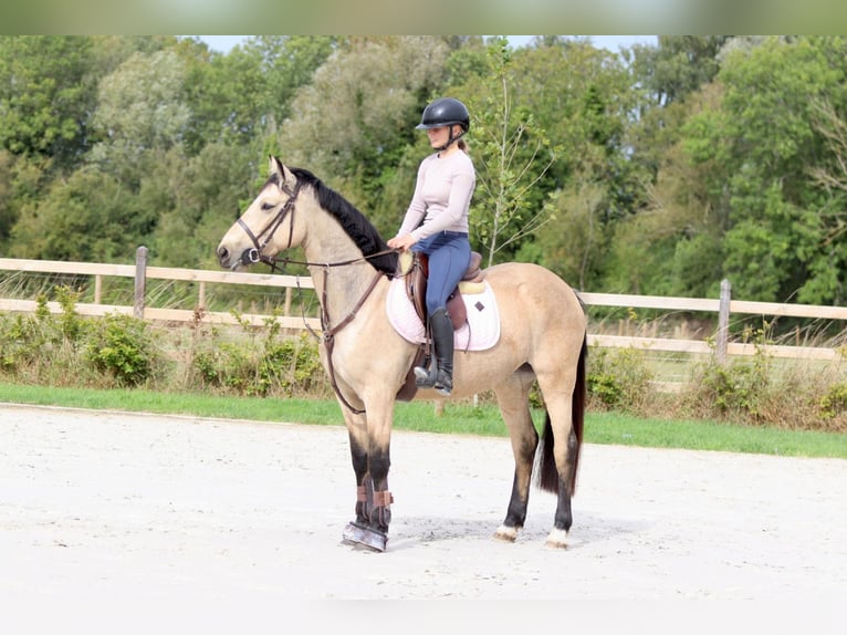 Irish sport horse Merrie 5 Jaar 151 cm Falbe in Bogaarden Irish sport horse Merrie 5 Jaar 151 cm Falbe in Bogaarden