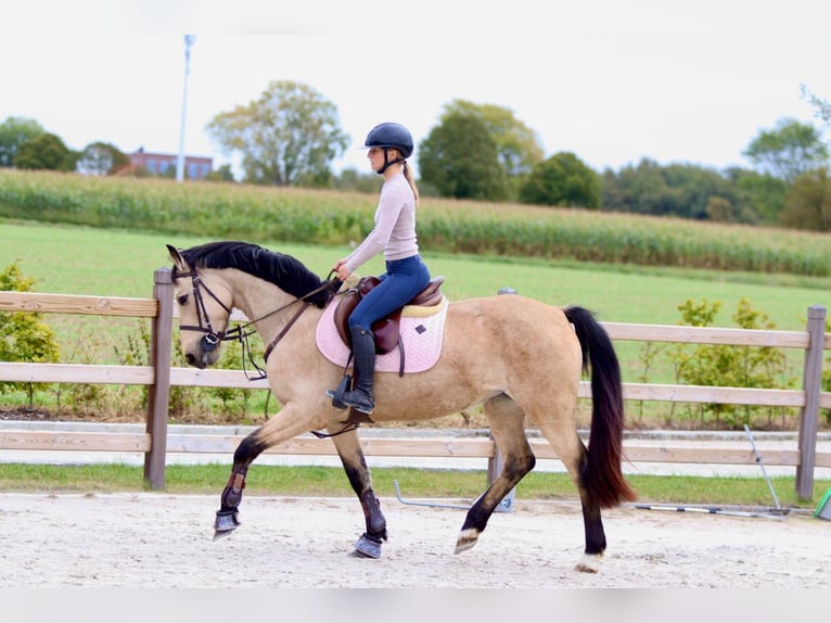 Irish sport horse Merrie 5 Jaar 151 cm Falbe in Bogaarden Irish sport horse Merrie 5 Jaar 151 cm Falbe in Bogaarden