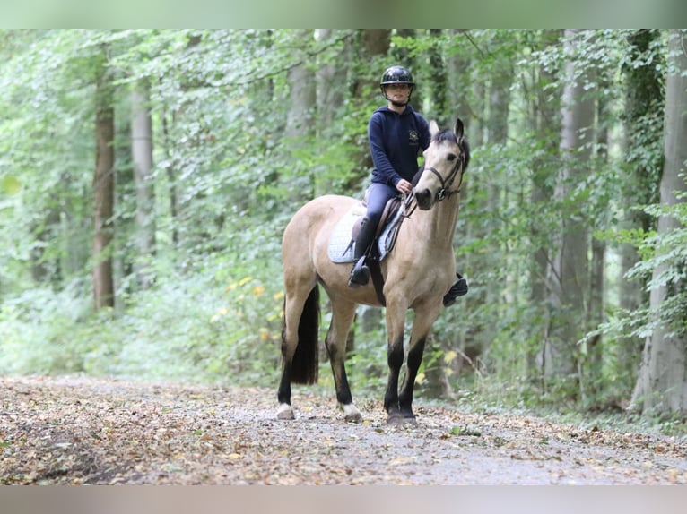 Irish sport horse Merrie 5 Jaar 151 cm Falbe in Bogaarden