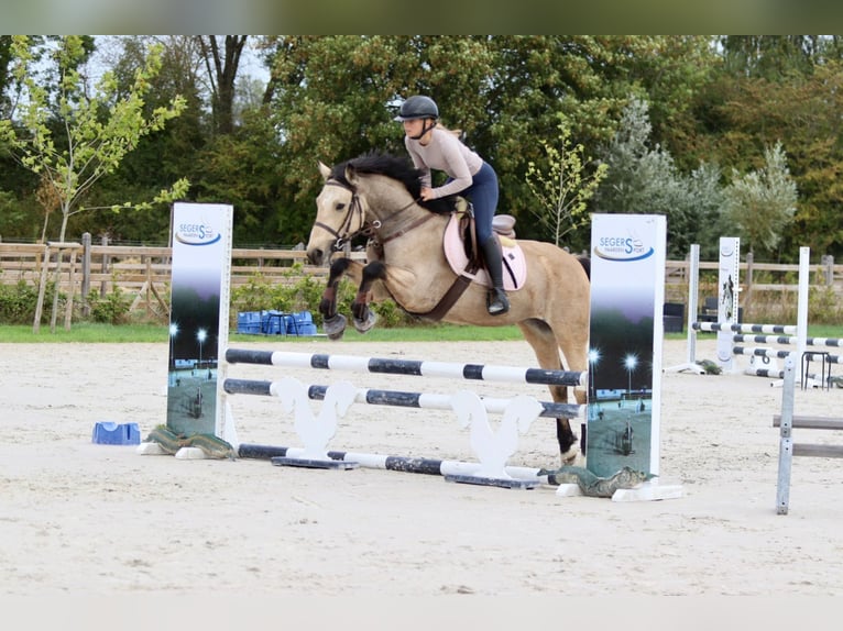 Irish sport horse Merrie 5 Jaar 151 cm Falbe in Bogaarden