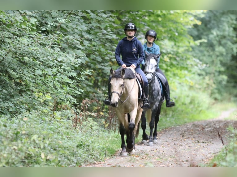 Irish sport horse Merrie 5 Jaar 151 cm Falbe in Bogaarden