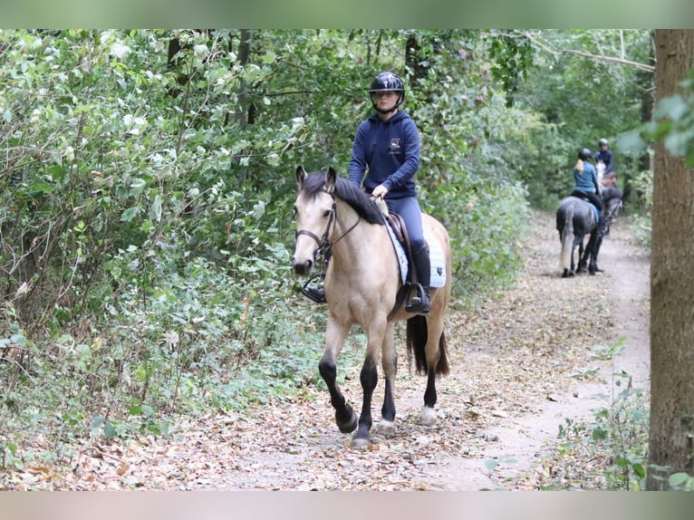 Irish sport horse Merrie 5 Jaar 151 cm Falbe in Bogaarden