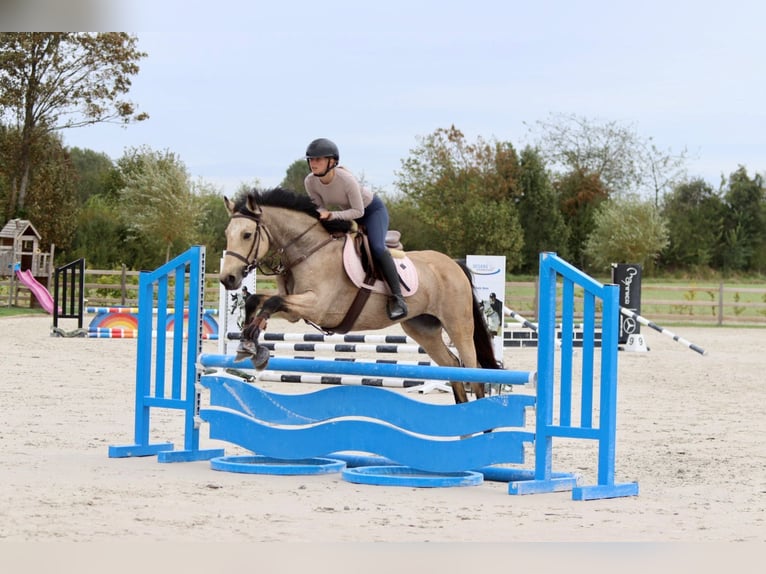 Irish sport horse Merrie 5 Jaar 151 cm Falbe in Bogaarden