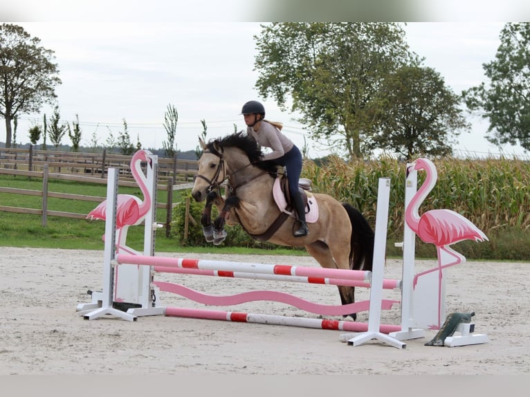 Irish sport horse Merrie 5 Jaar 151 cm Falbe in Bogaarden