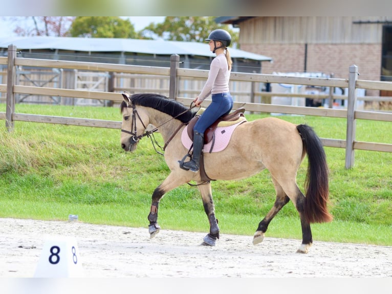 Irish sport horse Merrie 5 Jaar 151 cm Falbe in Bogaarden