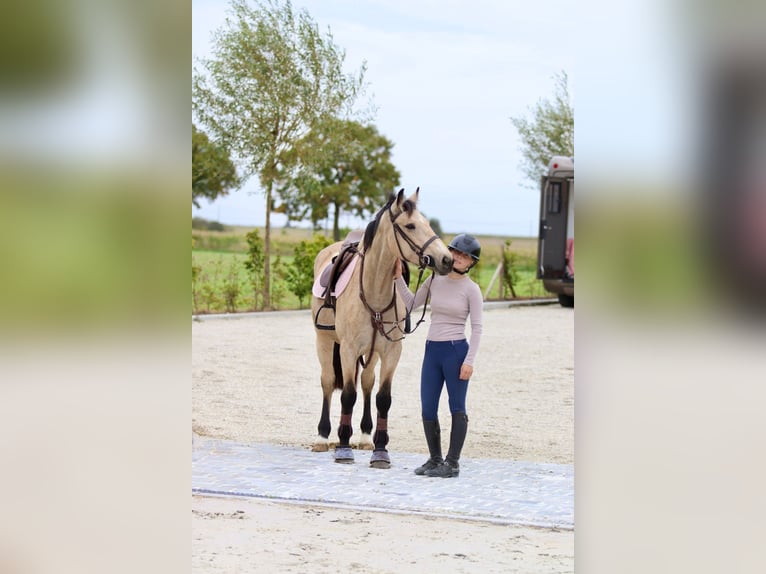 Irish sport horse Merrie 5 Jaar 151 cm Falbe in Bogaarden